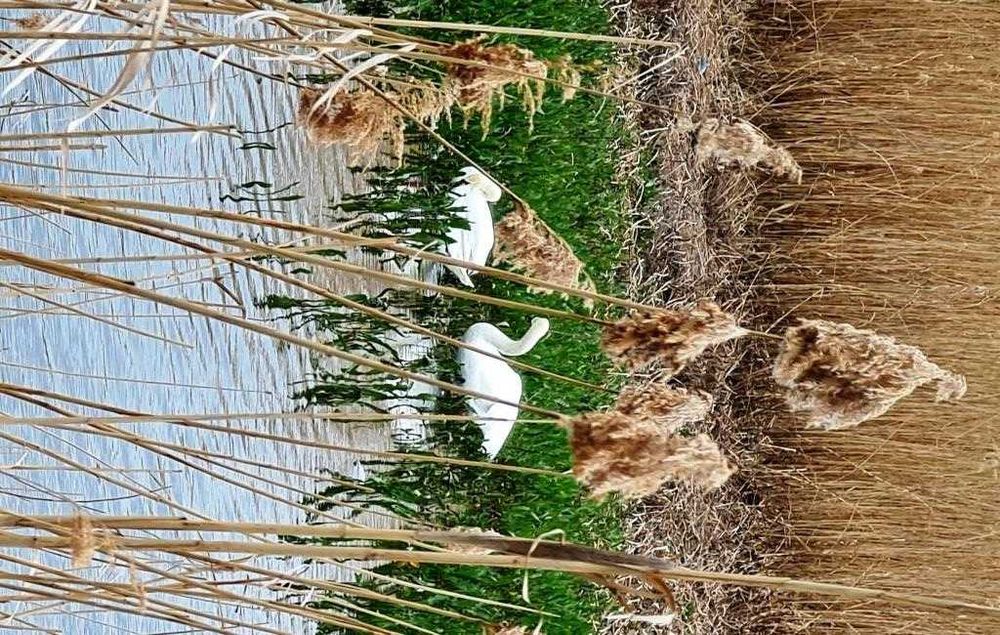 Teren intravilan 3250mp vedere la Lacul Colentina  oportunitate rara