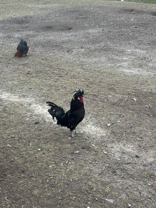 Disponibili cocoși tineri!