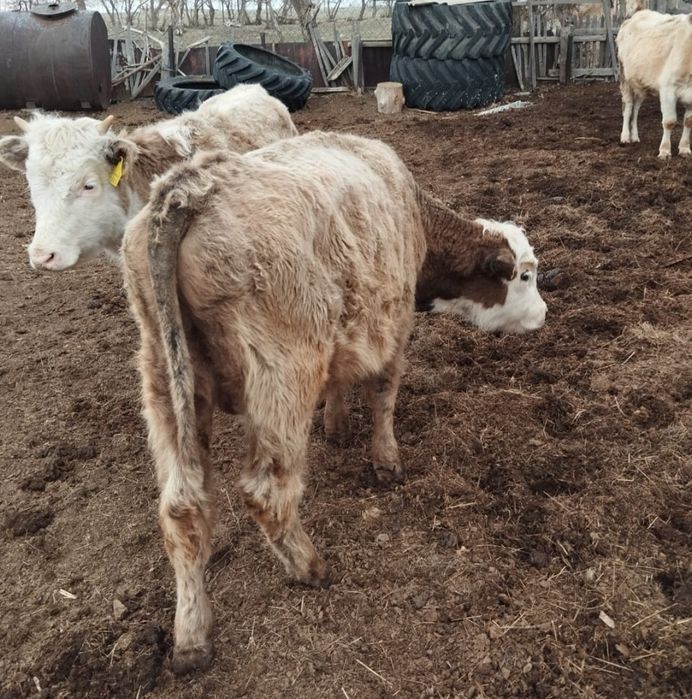 Продам бычков  .