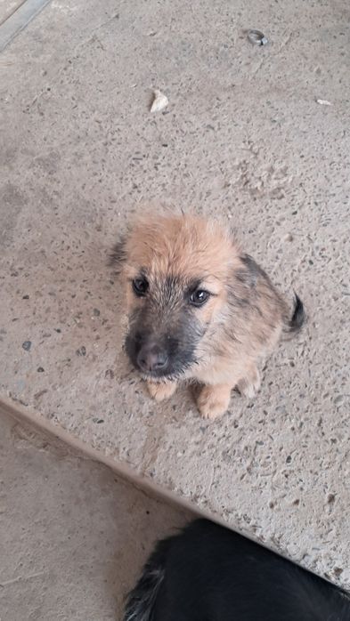 Щенки двух месячные отдадим даром