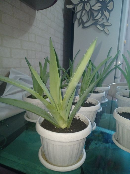 Алоэ Вера, лечебное растение