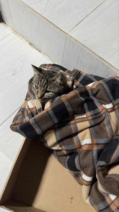 Кот мальчик молодой