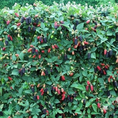 Ежевика саженцы.