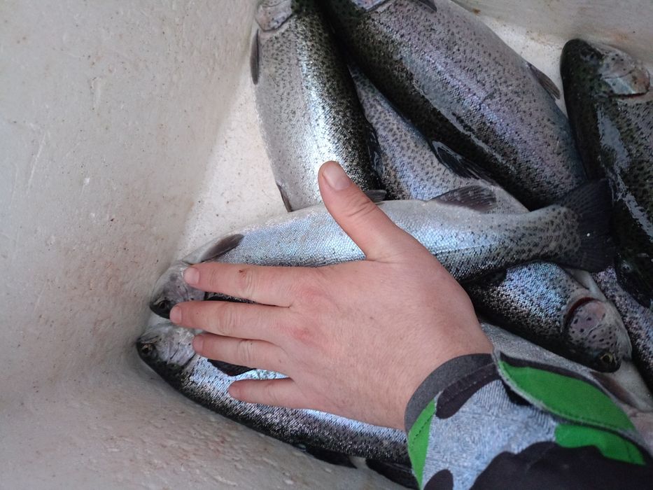 Мальки, товарная форель