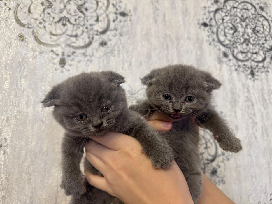 Шотландский вислоухий