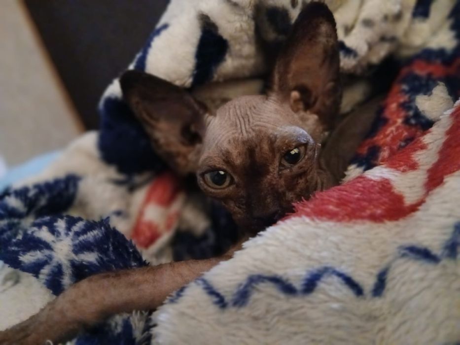 Продам котодевочку сфинкс