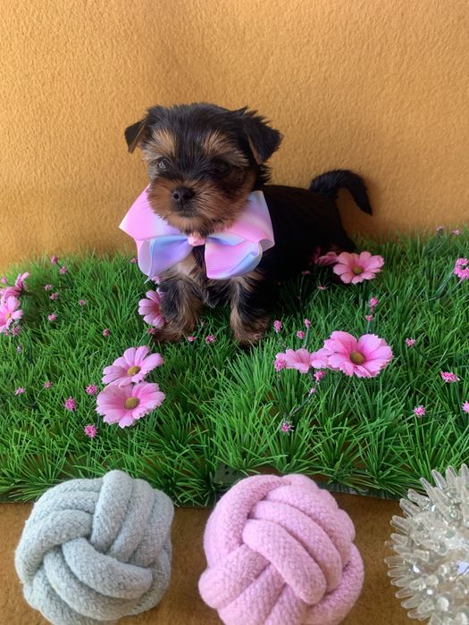 Йоркширски тепиер ,Йорки