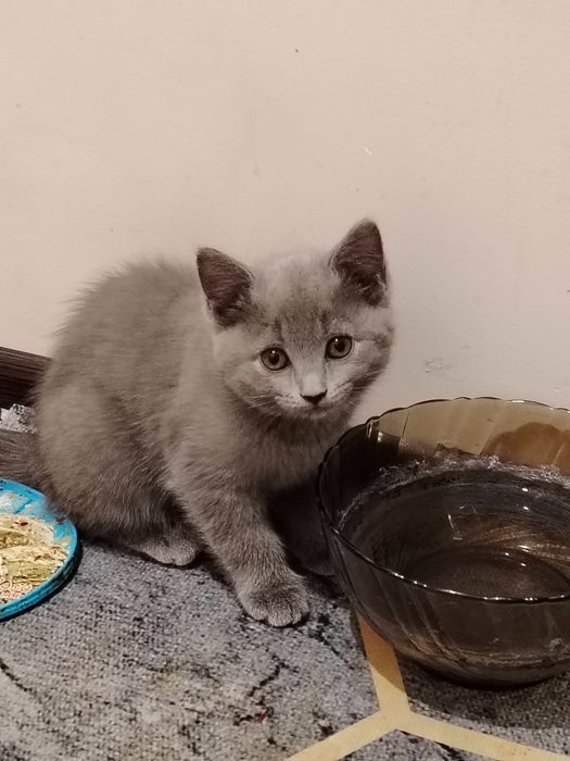 Шотландский котенок