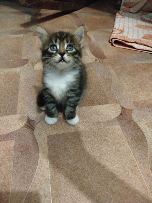 Отдам котяток в добрые руки