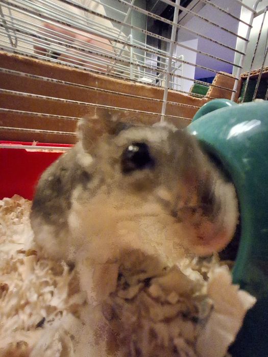 Vand hamster pitic