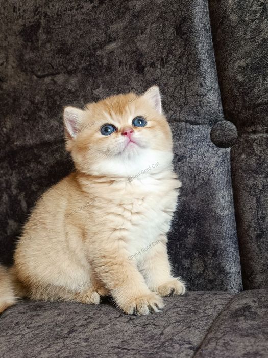 Британские Золотые Шиншиллы