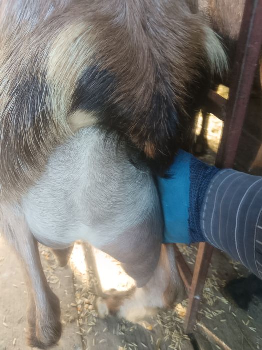 Vând capre bune de lapte