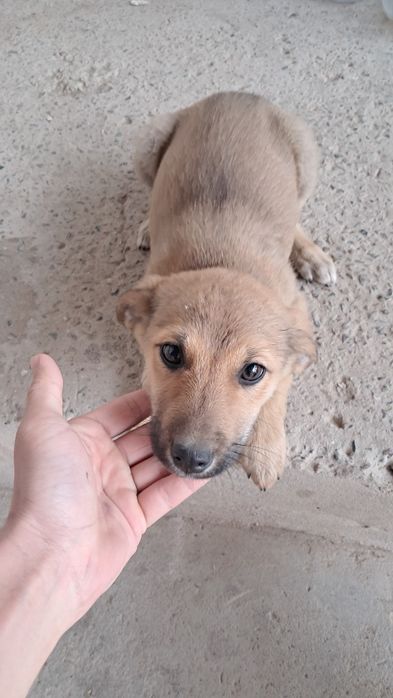 Щенки двух месячные отдадим даром