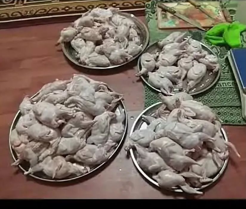 Беда хурозлари, тухумлари, зотдор жужалар сотилади