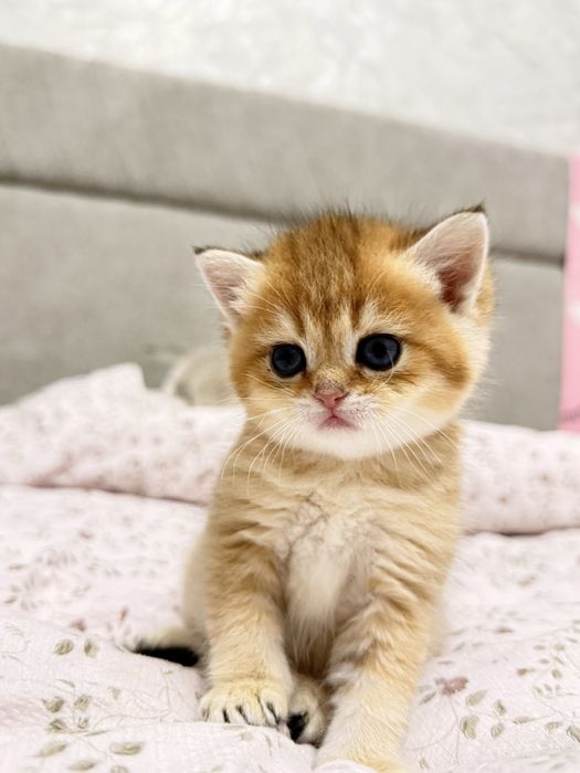 Британские котятки