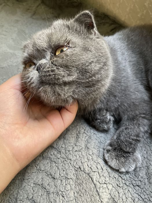 Котенок шотландский вислоухий