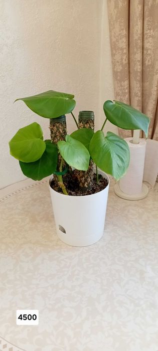 Комнатный растения