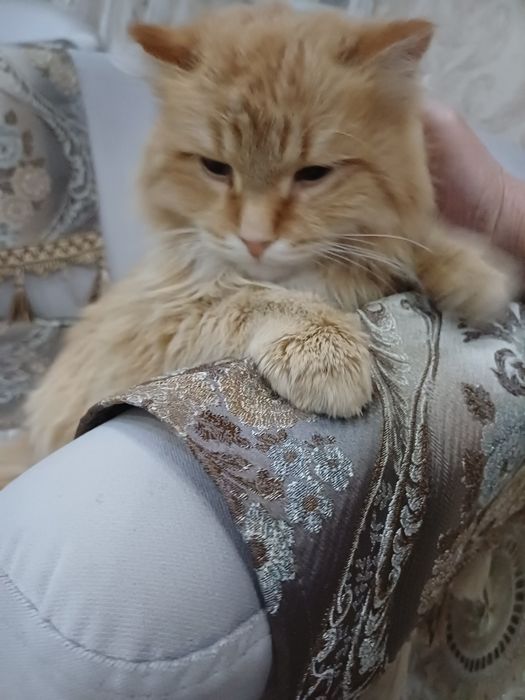 Рыжий котик,молодой.