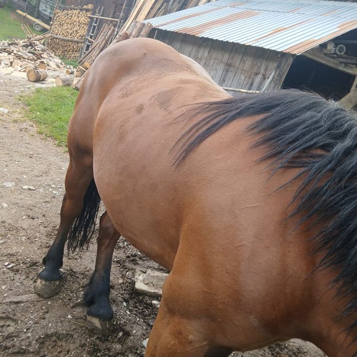 Vând iapă de 3 ani