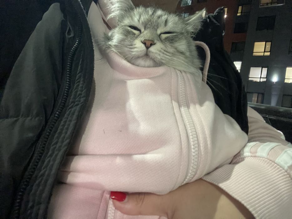 кошка Сибирская