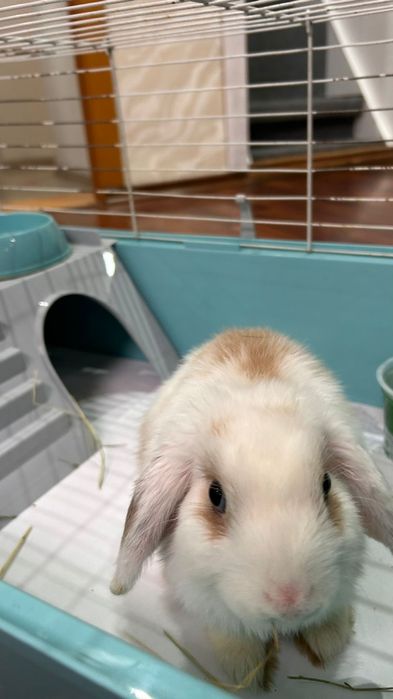 Продается декоративный кролик.