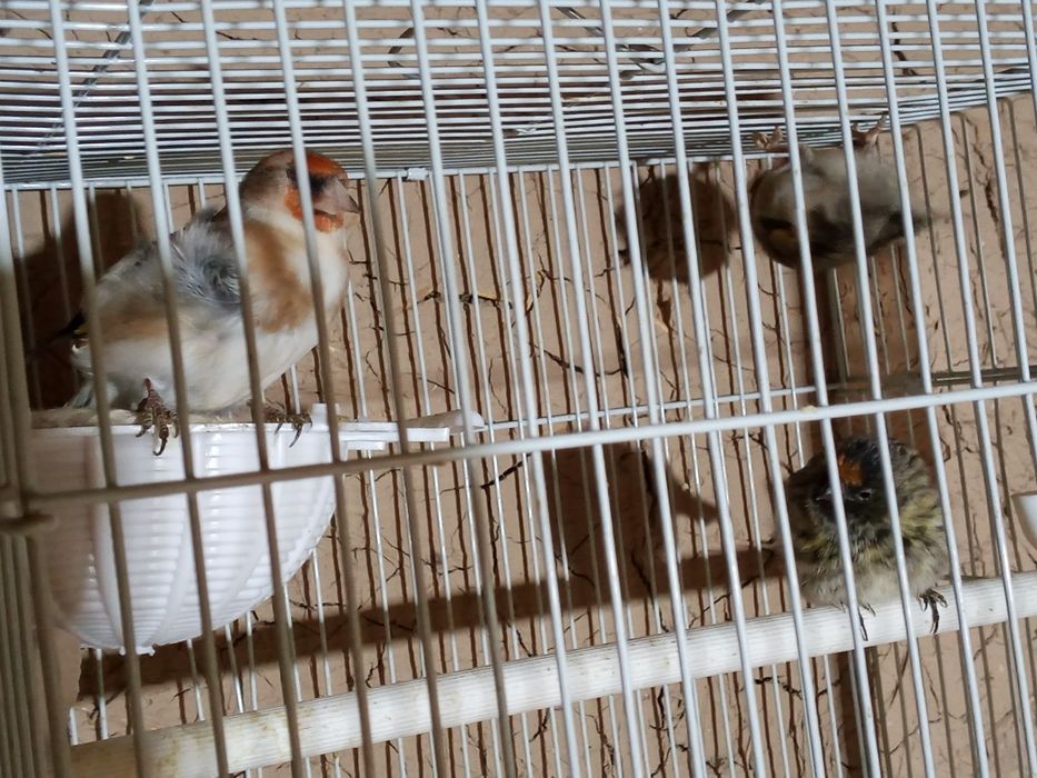 Певчая птицы очен хор