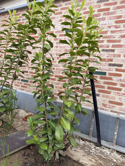 Vand Laur englezesc 150 cm