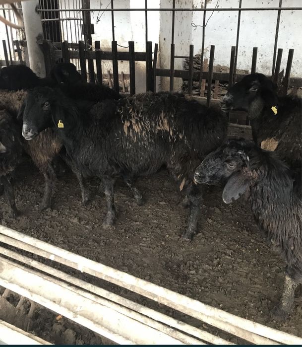 Кой баран кошкар