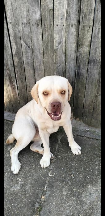 Donez labrador foarte cuminte