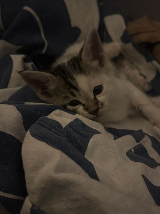 Кошка, четыре недели