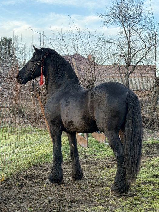 Vand / schimb armasar frizian cu acte fara probleme