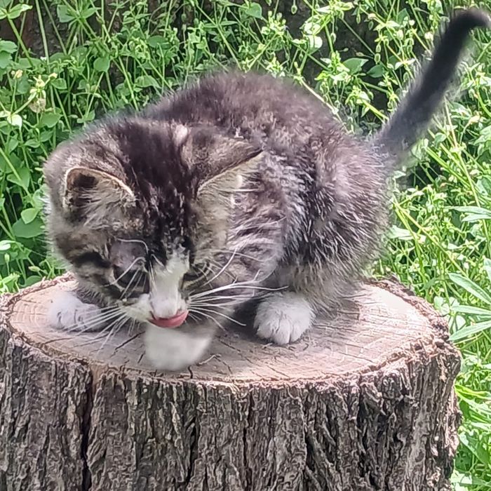 Отдам котёнка в добрые руки