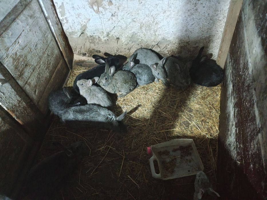Продам  кроликов