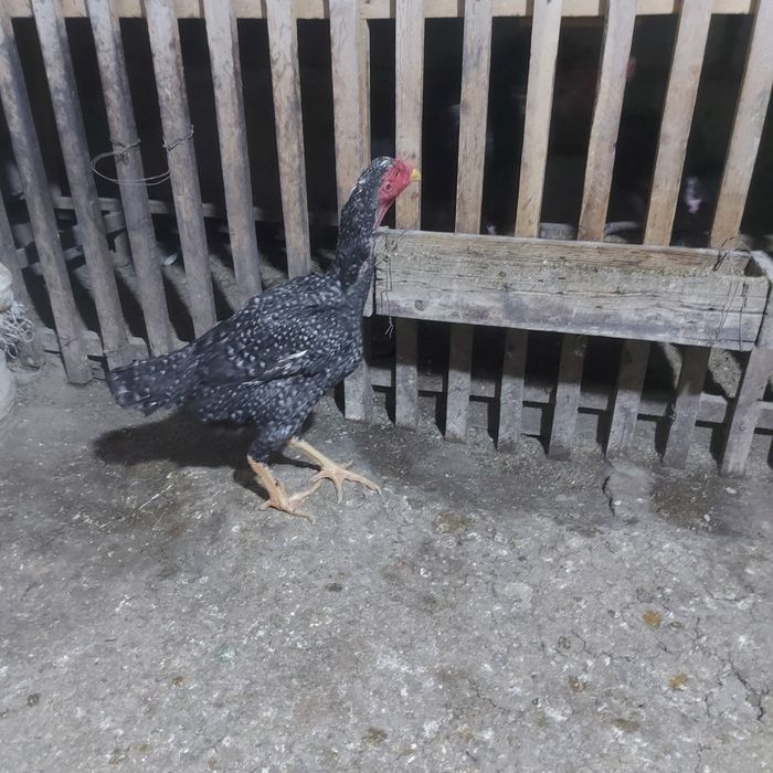 Корейц китай крупный