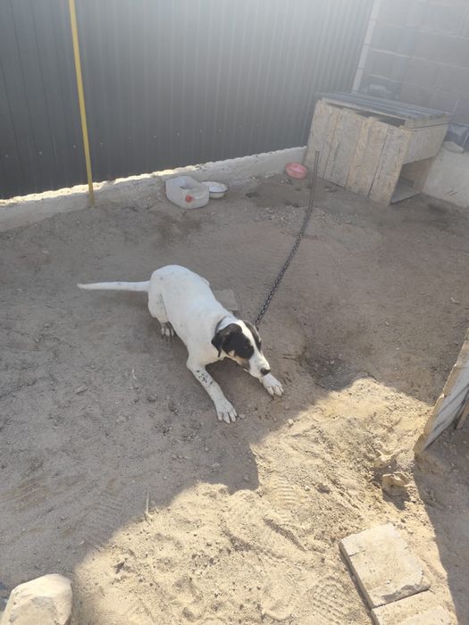 Собака, 6 месяцев