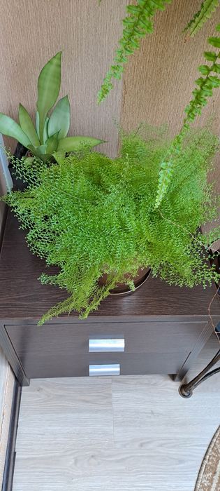 Папоротник зеленый дым