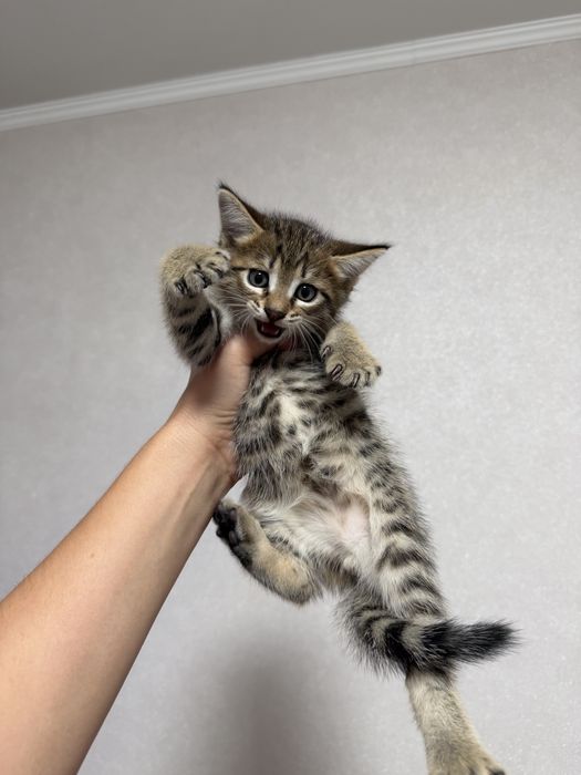 Дарю котят 1,5 месяца