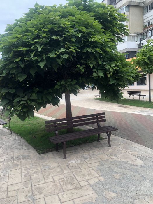 Puieti arbori platan Catalpa Bignonioides