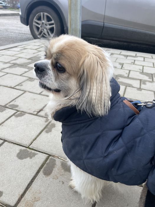 Разхождам кучета | ж.к. Младост