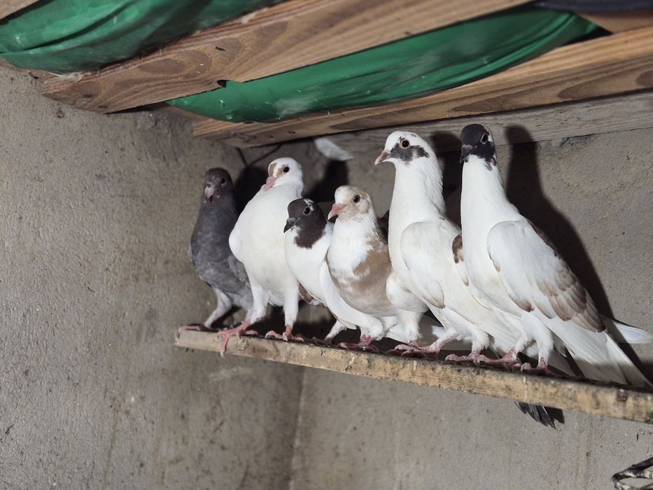 Продам голубей под игравых