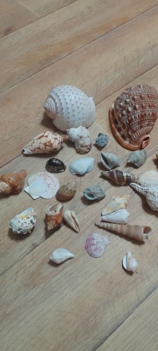 Ракушки для аквариума