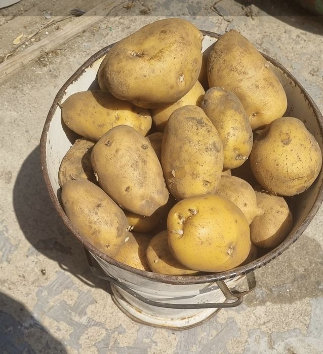 Картофель  крупный домашний