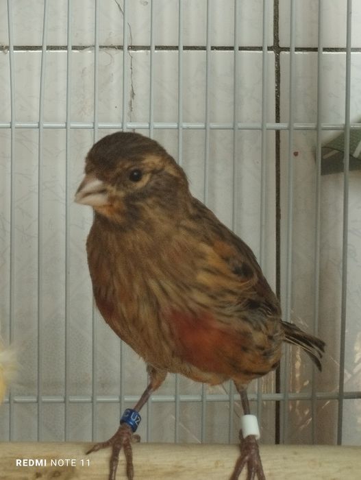 Канарейка   6. 7. Ойлила. Сотилади. Красная дерева