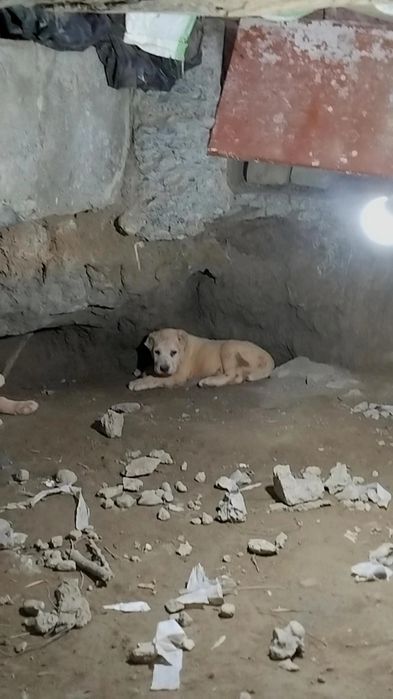 alabay  sitiladi buldozer linya