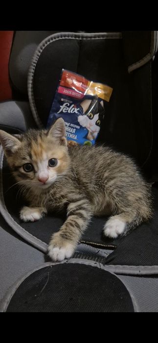 В добрые руки котенок