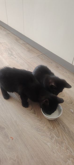 Отдам Котят бесплатно