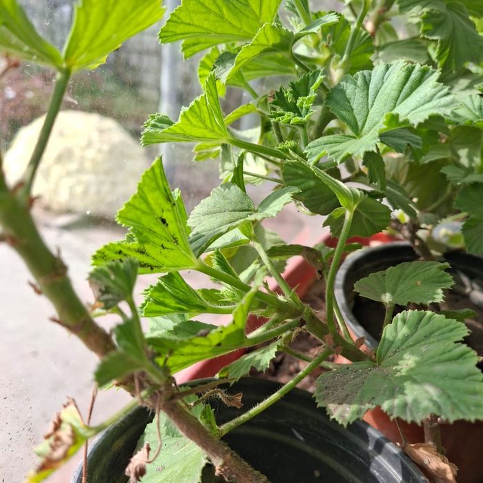 Срочно, Герани 500