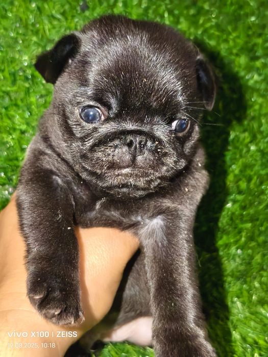 Очаровательные щенки мопса.