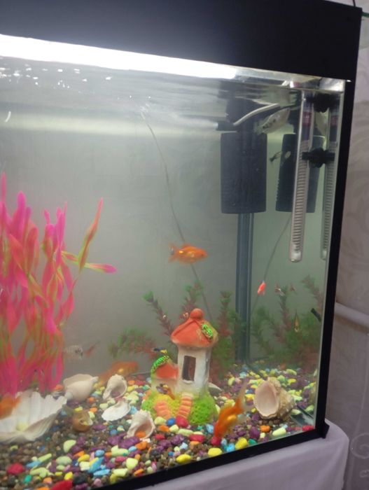 Аквариум ва баликлар