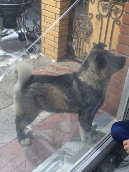 Американский акита